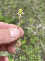 Euphrasia subarctica