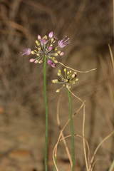 Allium cretaceum