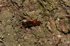 Cymindis lateralis