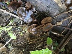 Kuehneromyces brunneoalbescens
