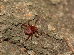 Parasitiformes