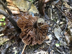 Kuehneromyces brunneoalbescens