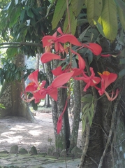 Amherstia nobilis