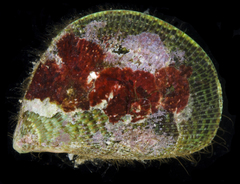 Septifer bilocularis