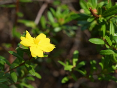 Hibbertia bracteata