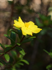 Hibbertia bracteata