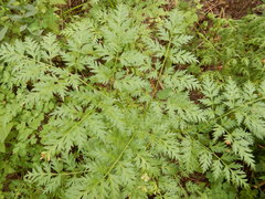 Ligusticum porteri