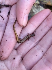 Eurycea chamberlaini