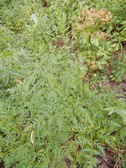 Ligusticum porteri
