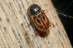 Chilothorax melanostictus