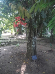 Amherstia nobilis