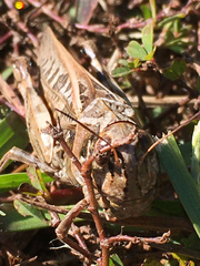 Hippiscus ocelote