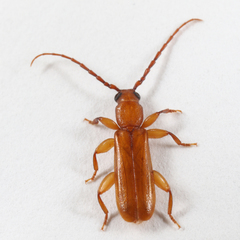 Smodicum cucujiforme