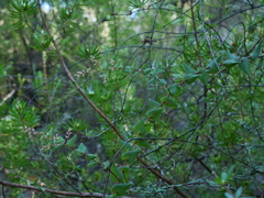 Darwinia procera