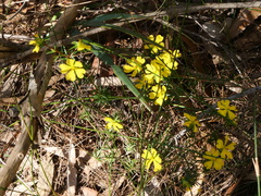 Hibbertia cistiflora