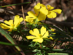 Hibbertia cistiflora