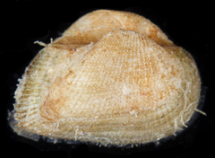 Striarca symmetrica
