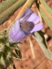 Penstemon absarokensis