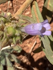 Penstemon absarokensis