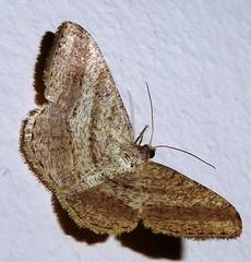 Chiasmia fidoniata