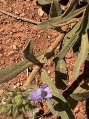 Penstemon absarokensis