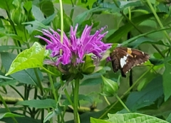 Epargyreus clarus