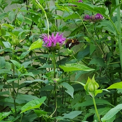Epargyreus clarus