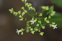 Hedyotis acutangula