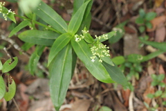Hedyotis acutangula