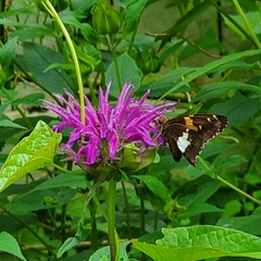 Epargyreus clarus