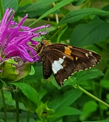 Epargyreus clarus