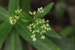 Hedyotis acutangula