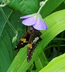 Epargyreus clarus