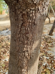 Avicennia bicolor