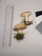 Lactarius yazooensis