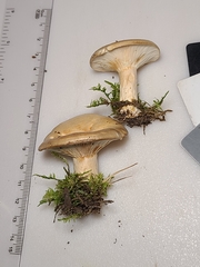 Lactarius yazooensis