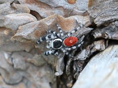 Phidippus tyrrelli