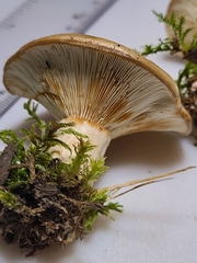 Lactarius yazooensis