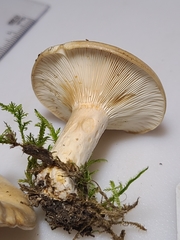 Lactarius yazooensis