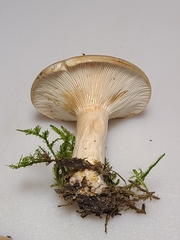 Lactarius yazooensis