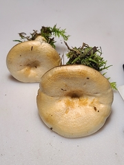 Lactarius yazooensis