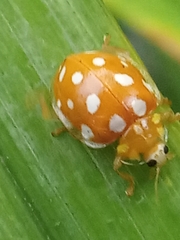 Halyzia sedecimguttata