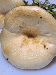 Lactarius yazooensis