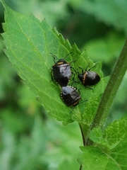 Cosmopepla uhleri