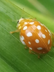 Halyzia sedecimguttata