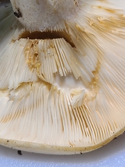Lactarius yazooensis