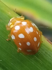 Halyzia sedecimguttata