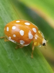 Halyzia sedecimguttata