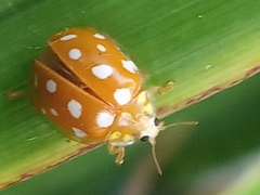 Halyzia sedecimguttata