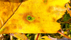 Cryptocline betularum